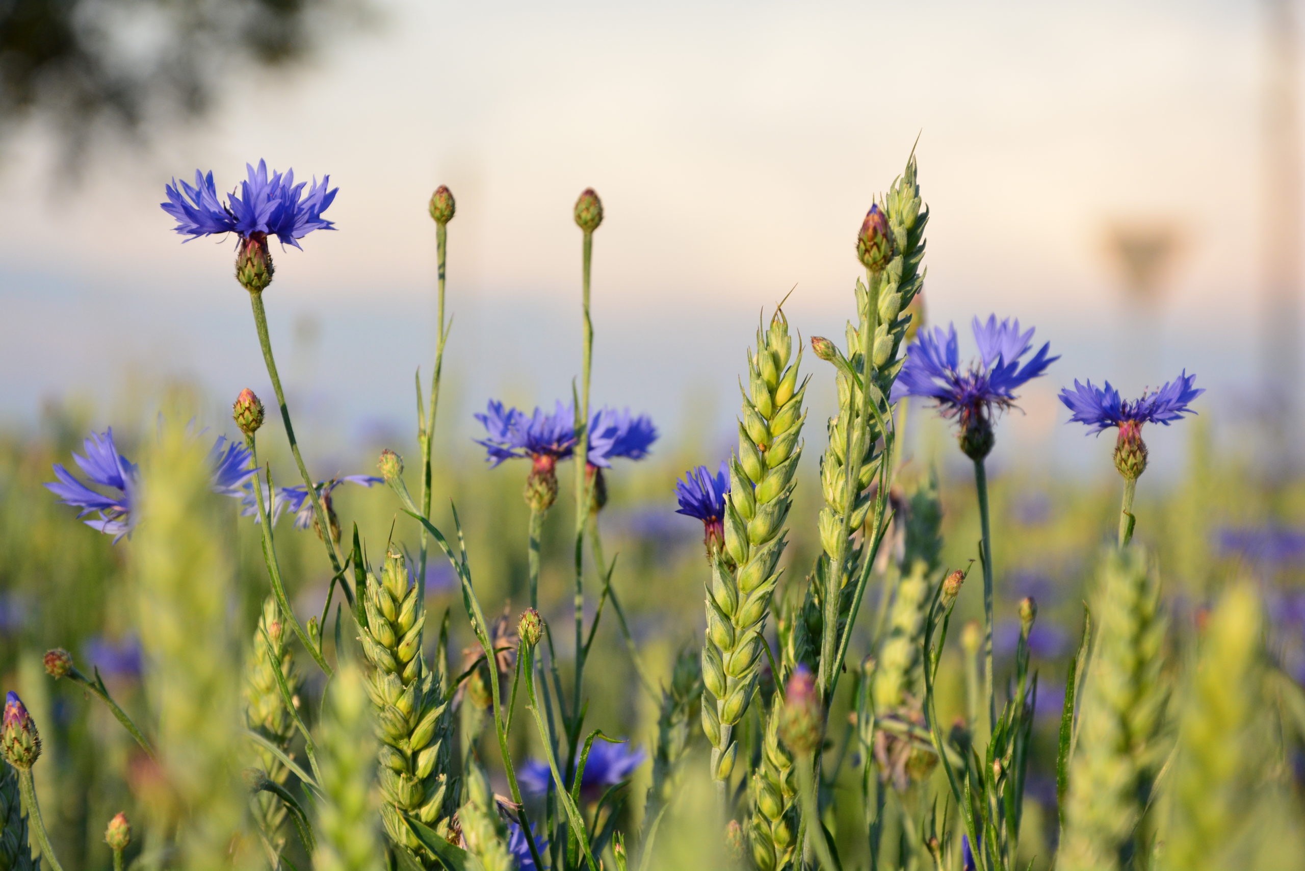 Blåklint blommor och gröna vetestrån sträcker sig mot en ljus himmel vid solnedgången. Blommorna visar livlig blå färg, blandade med gröna nyanser av vetet, i en lugn sommarängsmiljö.