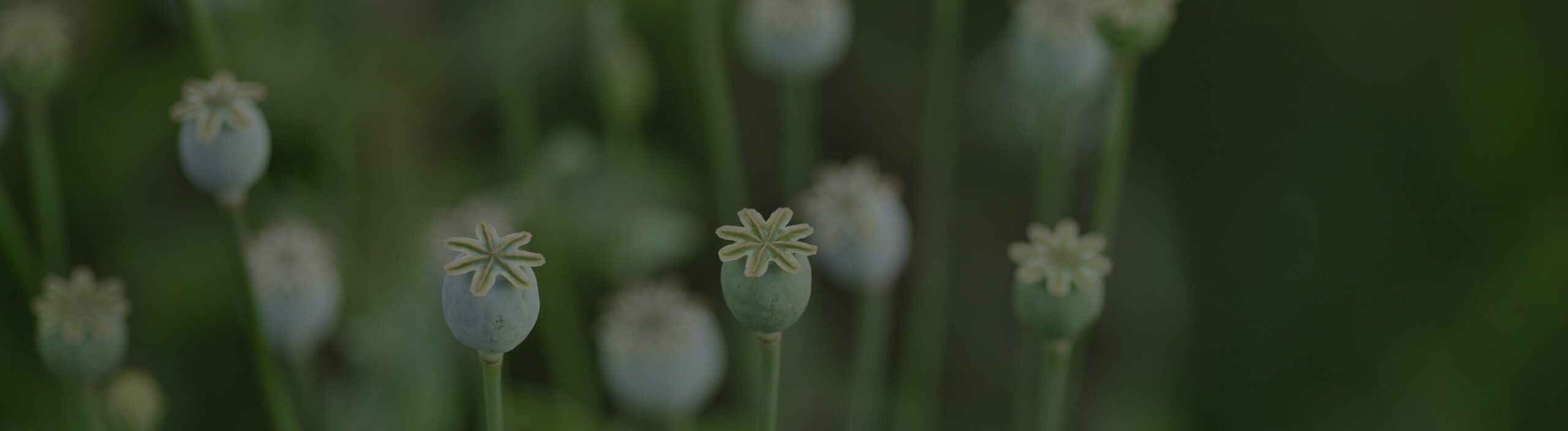 Det saknas en beskrivning av den här bilden, berätta gärna det för oss genom att skicka ett mail med länken till den här sidan till 